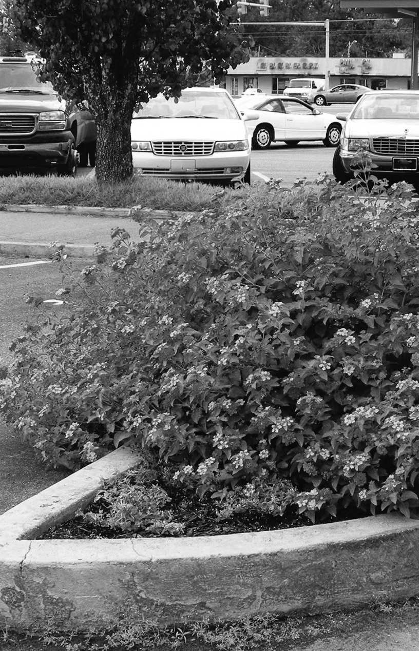 Felder's Heat Survivors