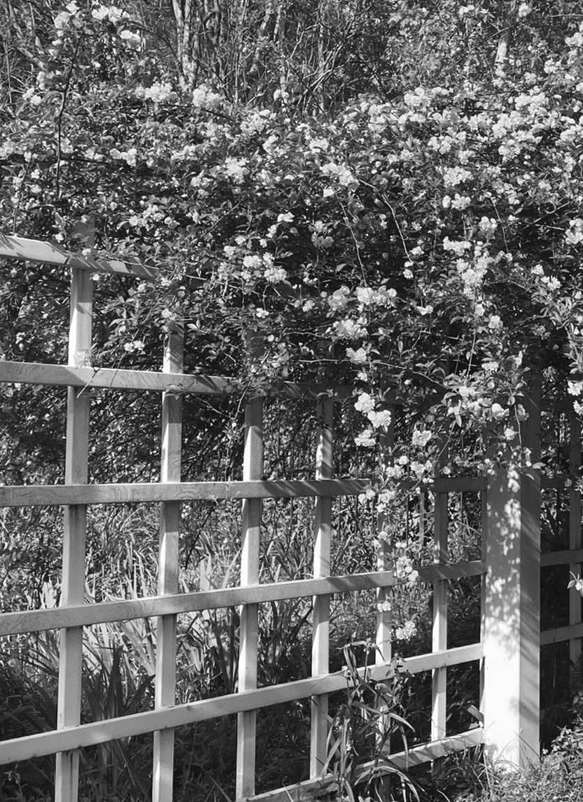 Felder's Framework of Vines