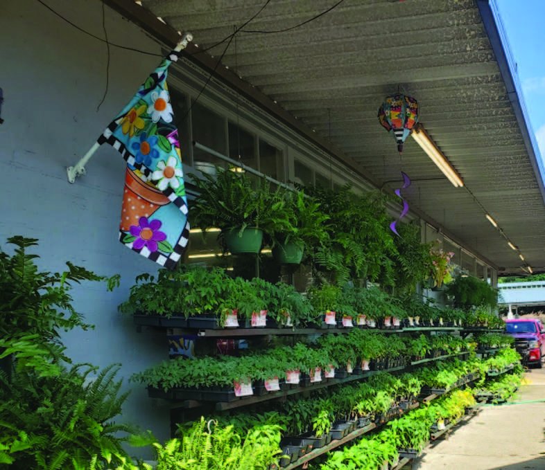 Whittingtons Welcome Amelia Ruth