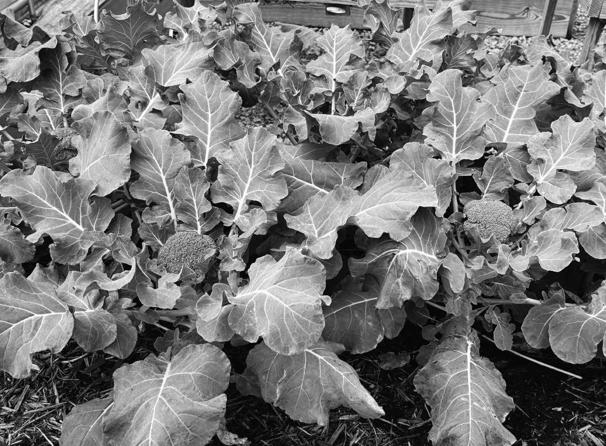 When the Welcome Mat Moves: Data Centers Head for the Rural South