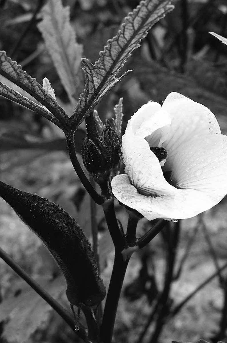 Felder's Continental Blooms