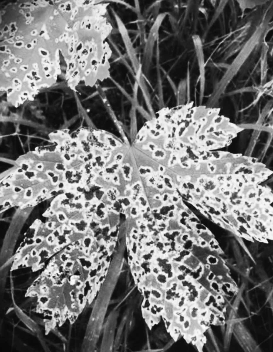 Felder's Beauty Spots