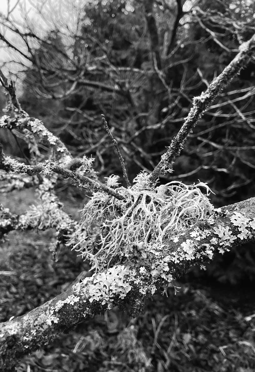 Felder's Woodland Wonders