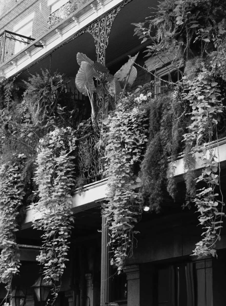 Granny's Swinging Baskets Beat Babylon