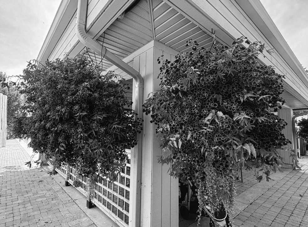 Hanging Baskets Add Color to Decks & Porches