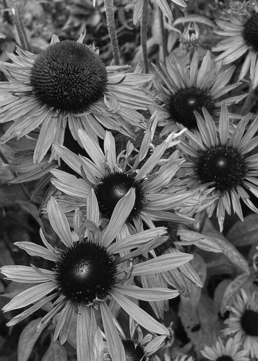 Felder's Purplish Picks