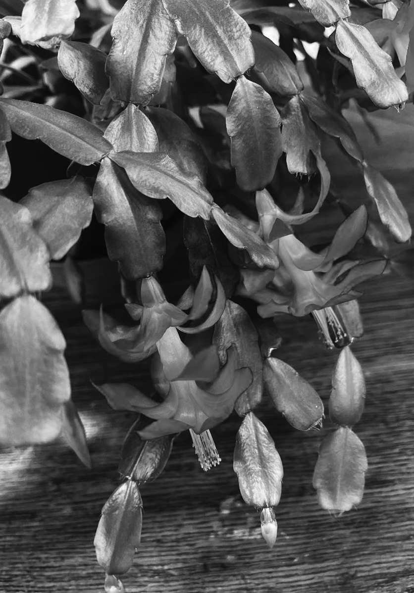 Mississippi Wild Turkey Stamp Available for Purchase Soon