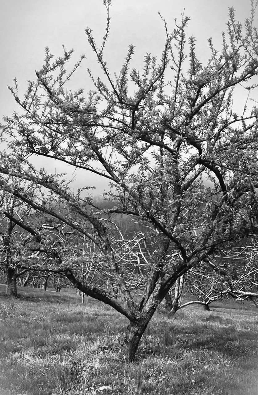 Felder's Bold Pruning