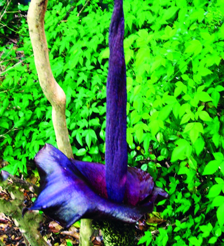 Felder's Funky Blooms