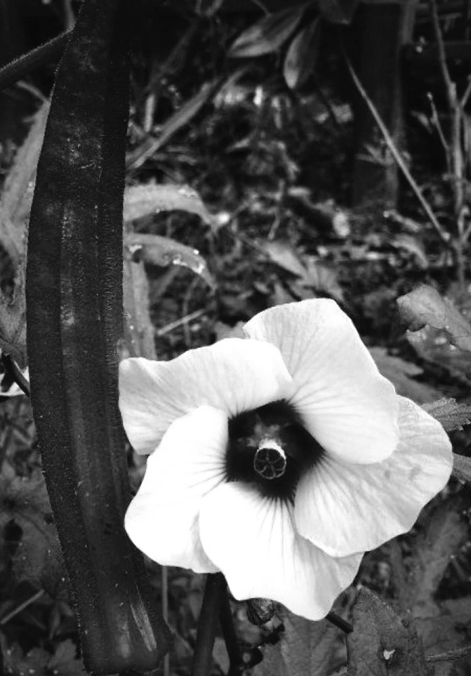 Felder's Ornamental Edibles