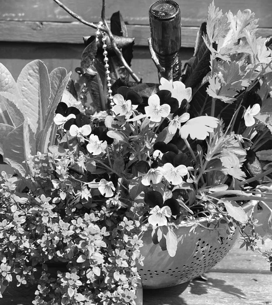 Felder's Garden Rhythm