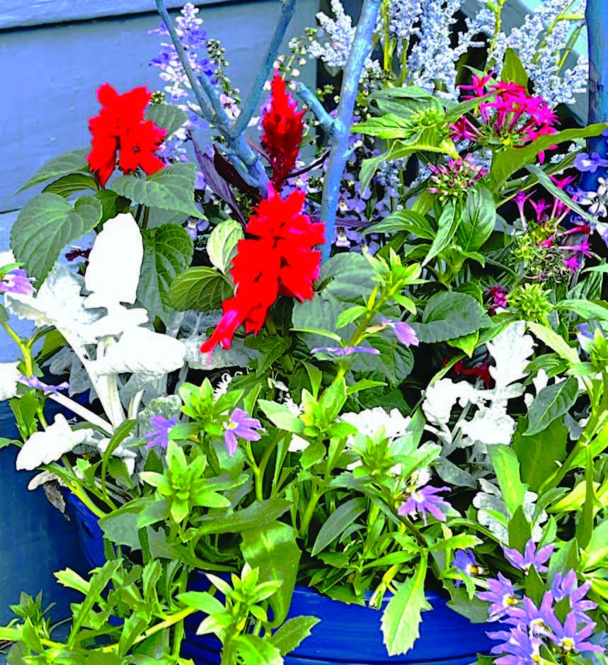 Felder's Red, White & Bloom