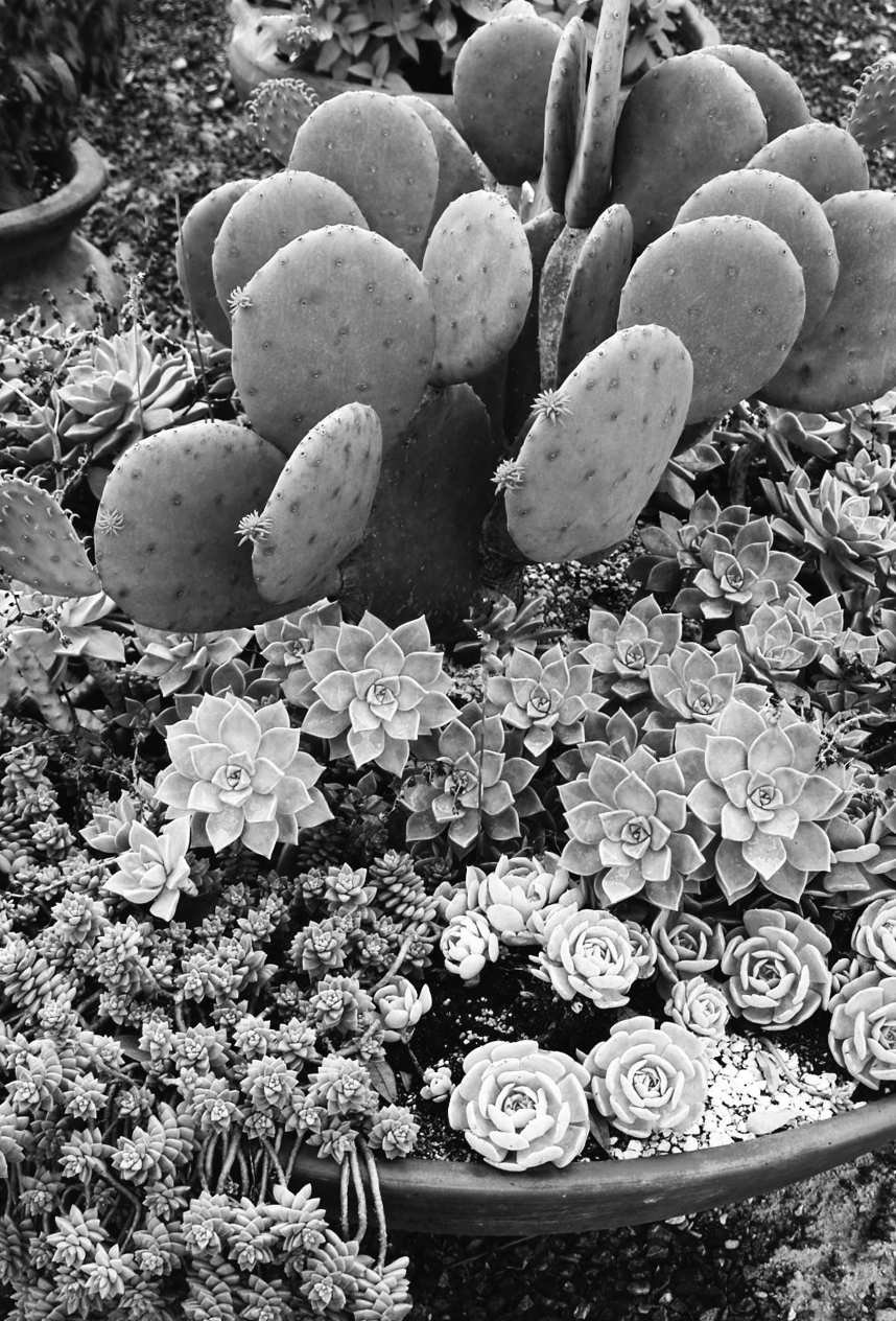 Felder's Prickly Paradise