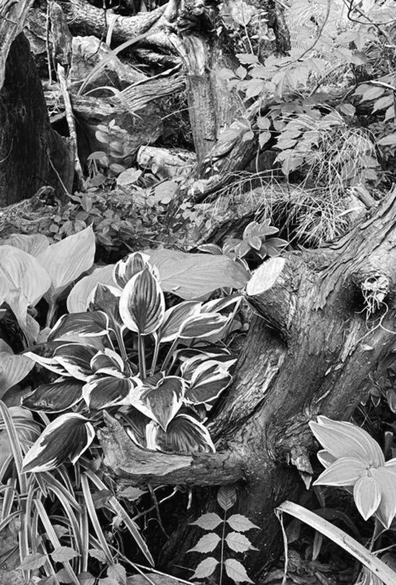 Felder's Garden Debris